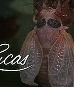 screencaptures-0001.jpg