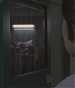 blackswan_135.jpg